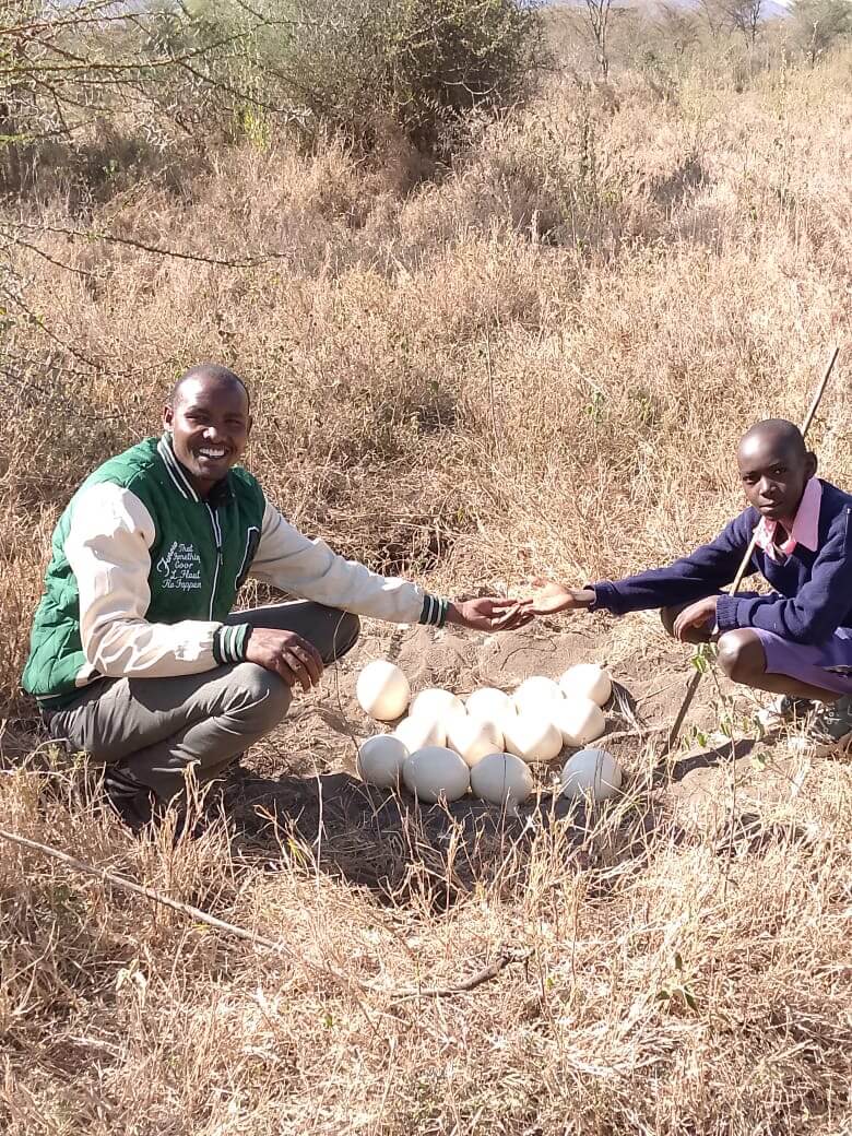 Ostrich Chicks in the Conservancy